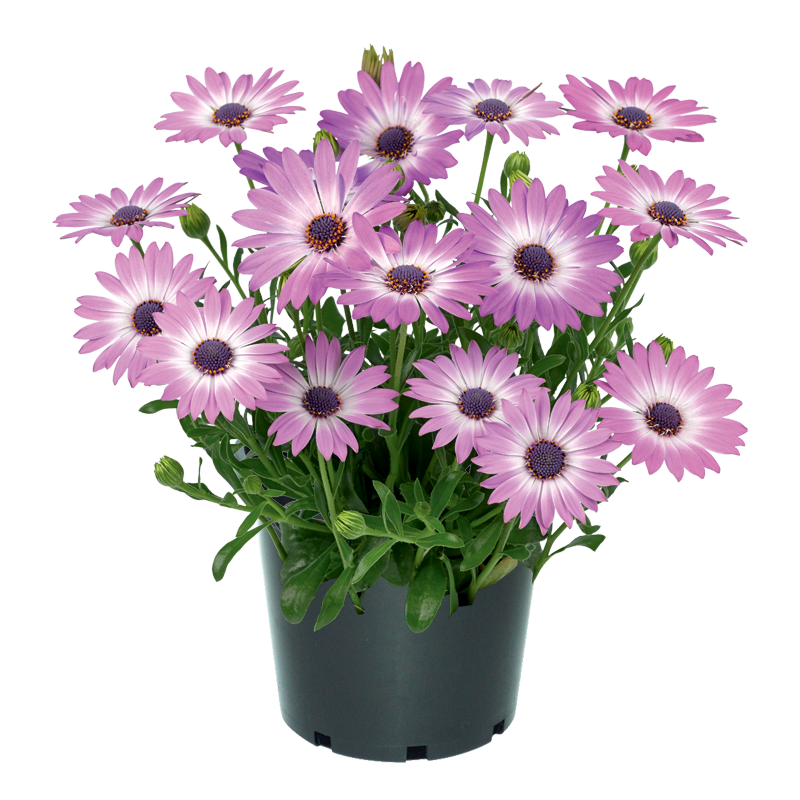 Osteospermum Solution