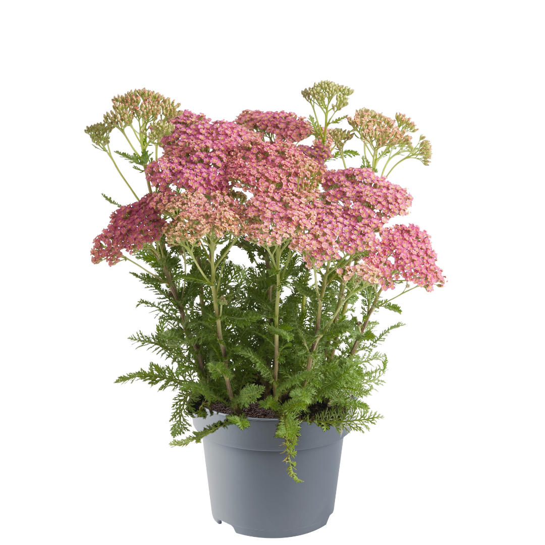 Achillea Milly Rock