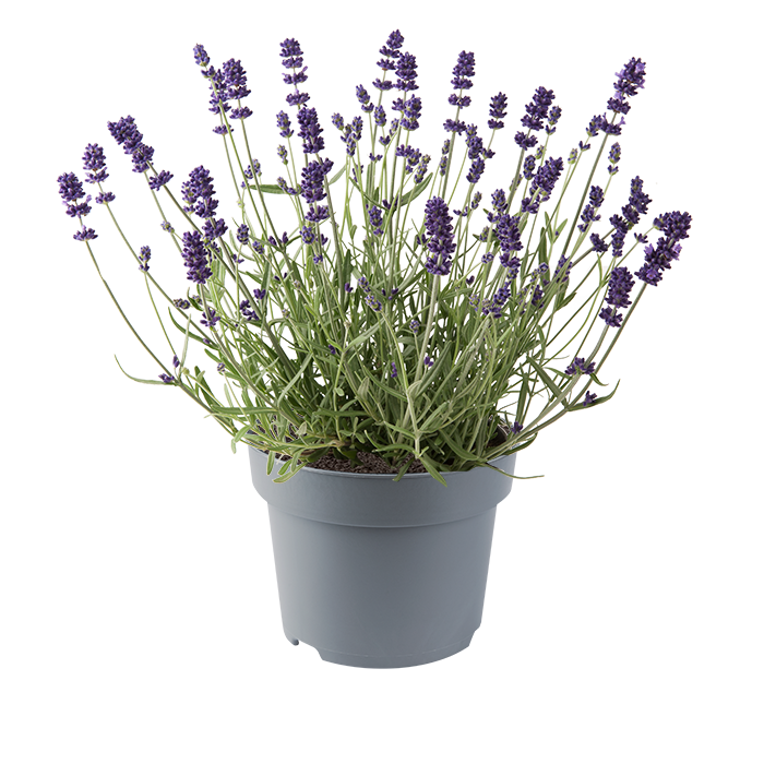 Lavandula Solution