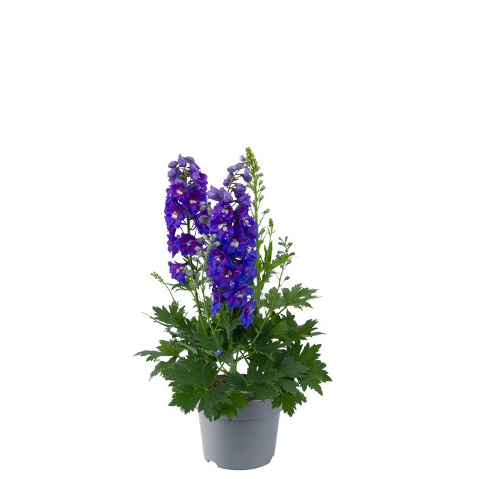 Delphinium Delphinity